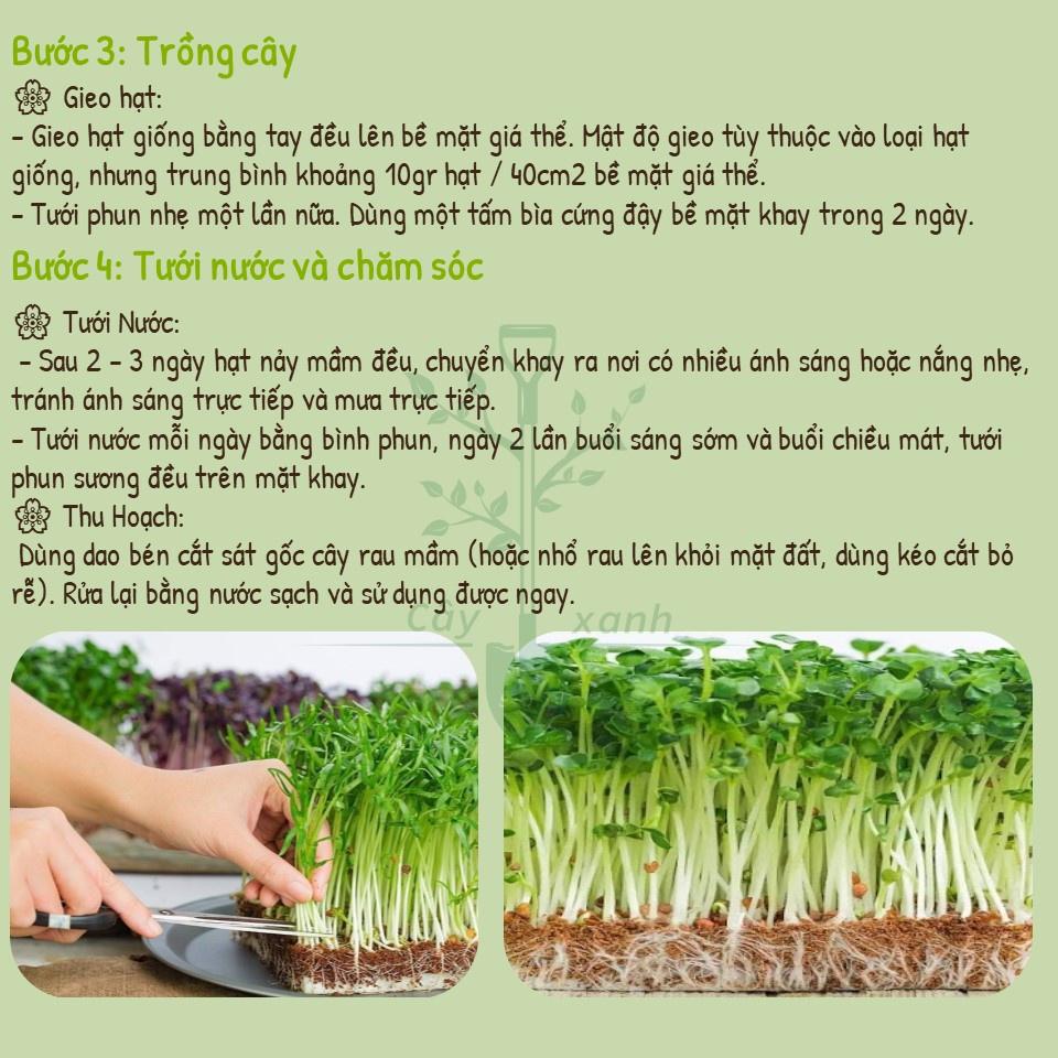 Hạt Giống Rau Mầm Cải Ngọt 30Gr Giàu Dinh Dưỡng - Phú Nông Seeds - Shop Đất sạch, Phân Bón, Hữu Cơ, Xơ Dừa