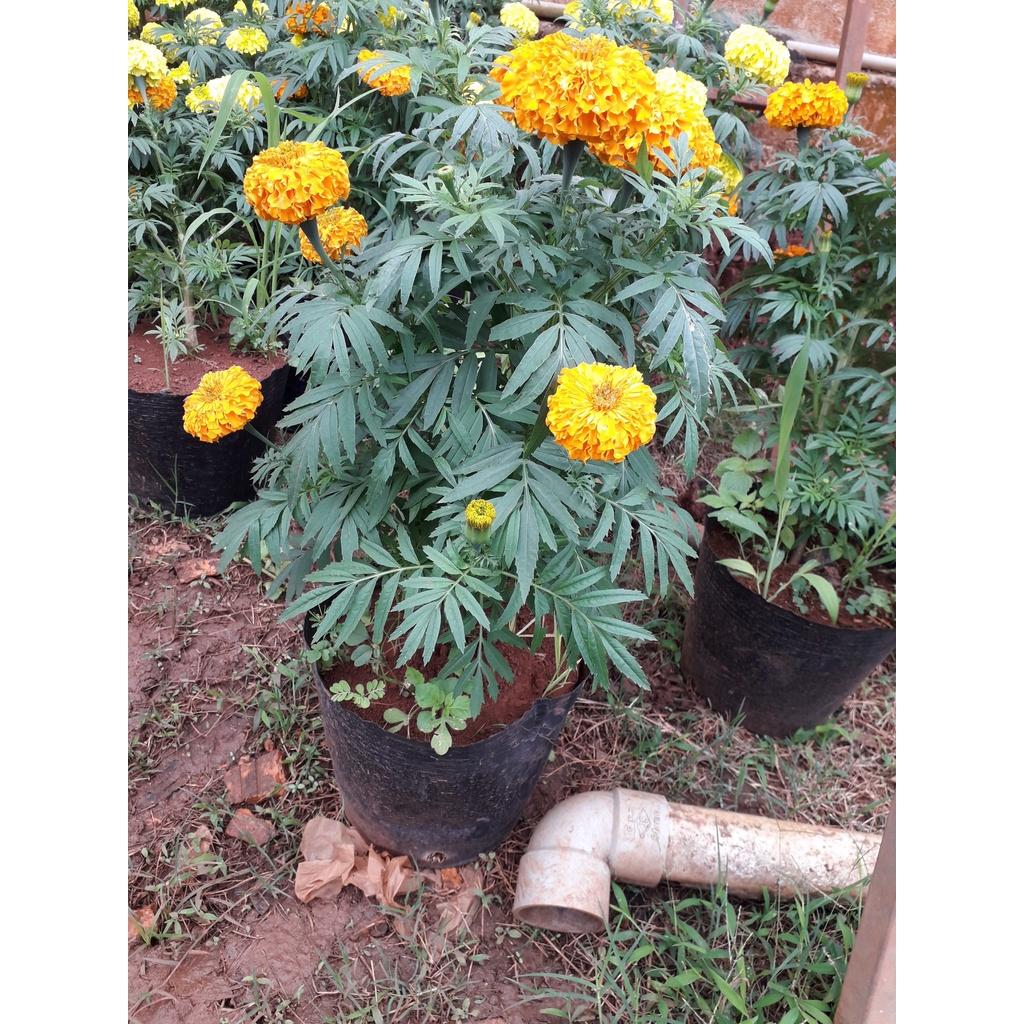 CÂY HOA CÚC VẠN THỌ