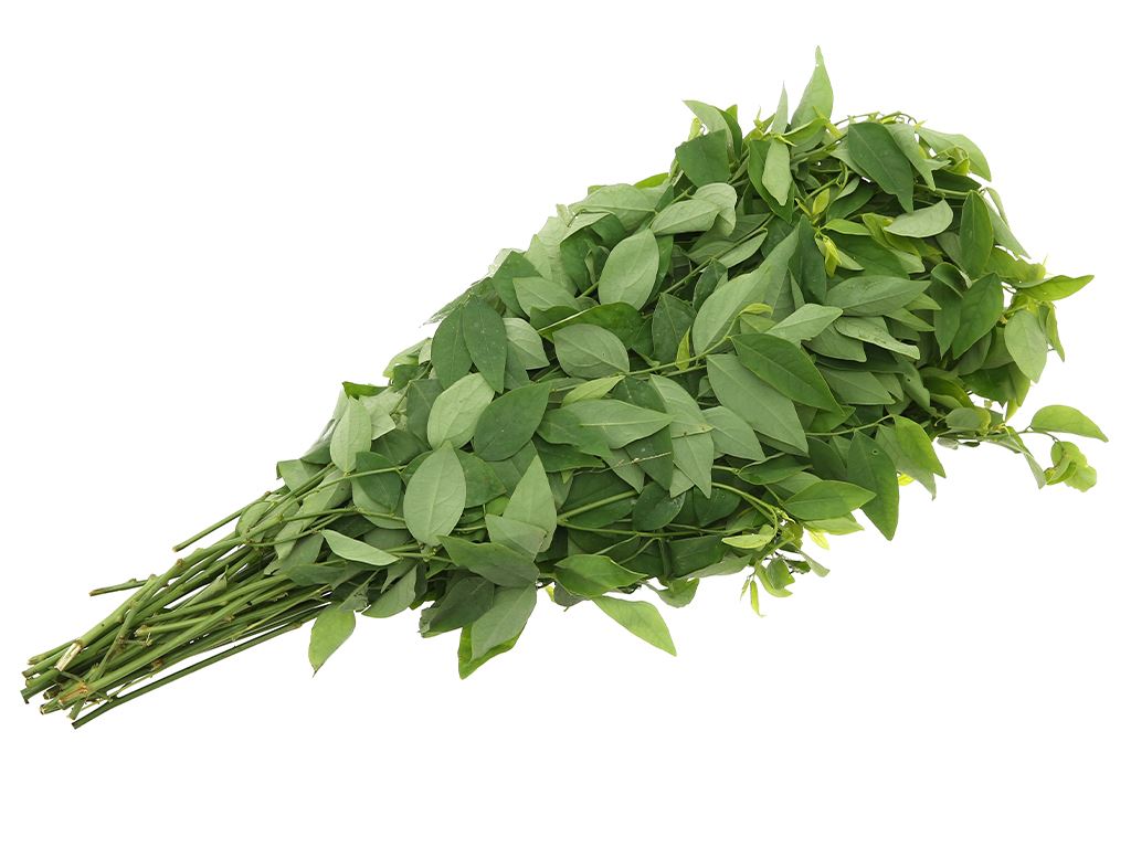 Hạt Giống Rau Ngót  - Rau Nhiều Dinh Dưỡng