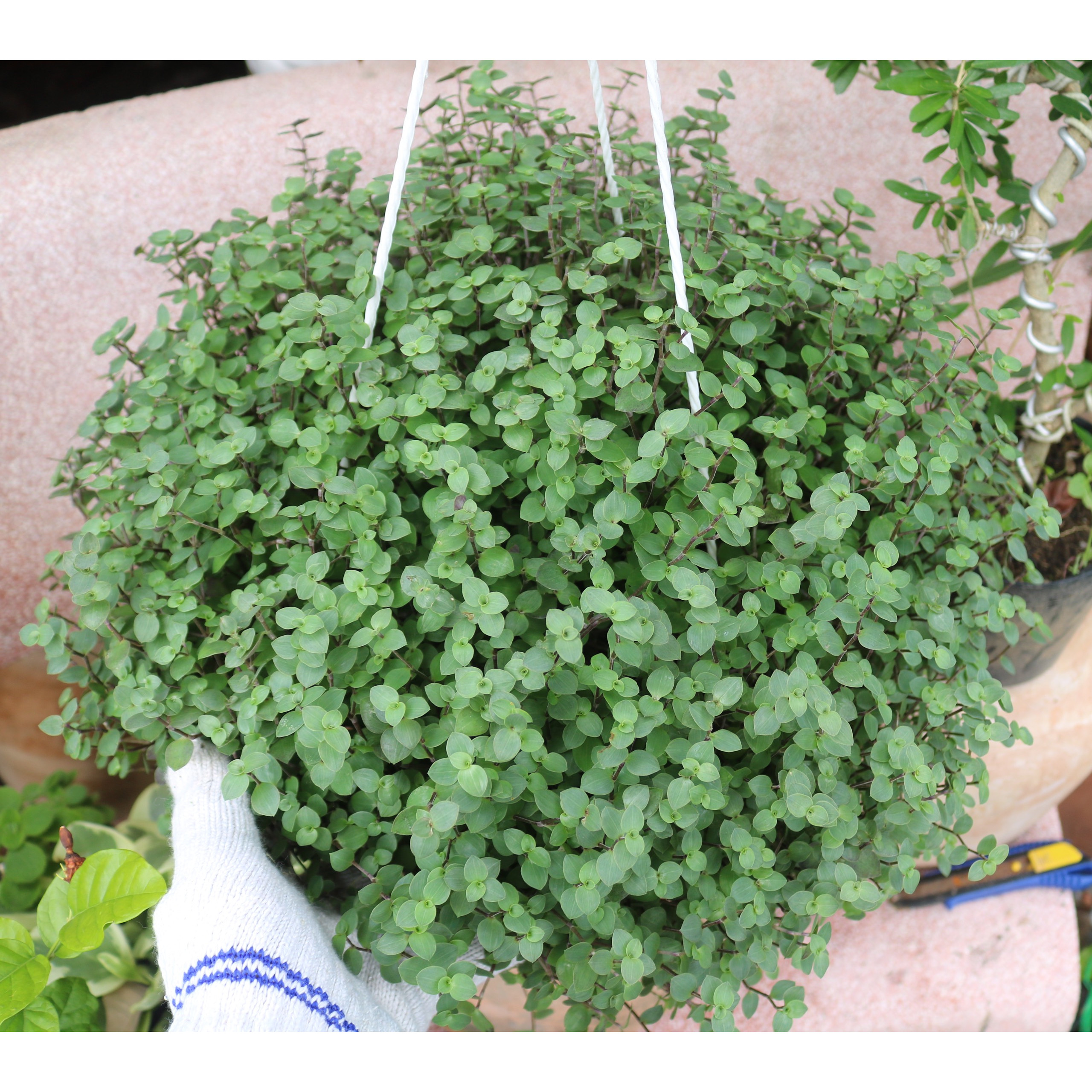 Chậu treo cây tổ ong