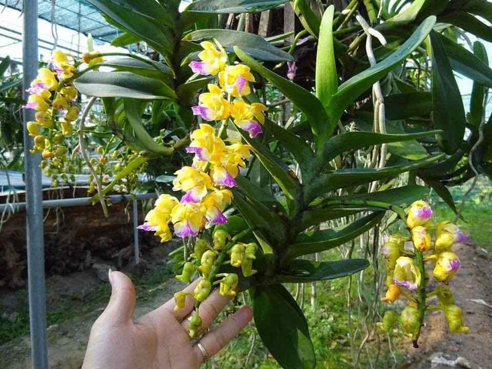 Phong lan hoàng nhạn tháng 8