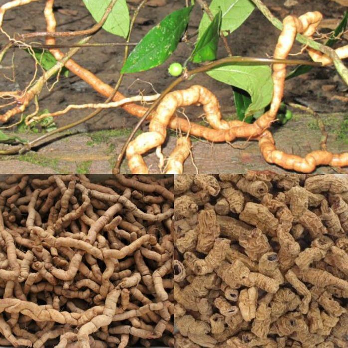 COMBO 2 CÂY GIỐNG BA KÍCH TÍM XỊN