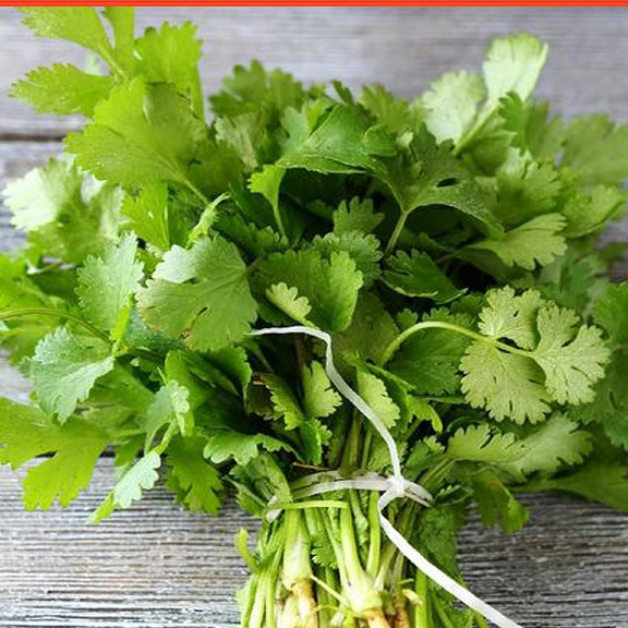 Hạt giống Rau Ngò Ta - Nông Sản Vàng