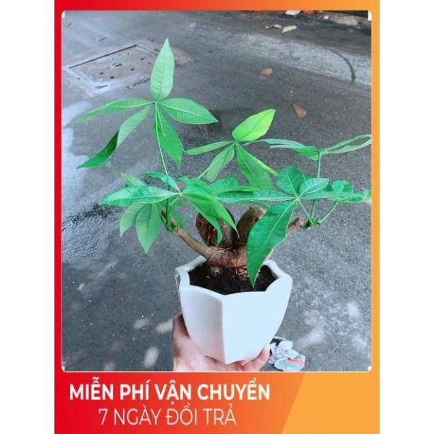 Chậu Kim Ngân Nơ