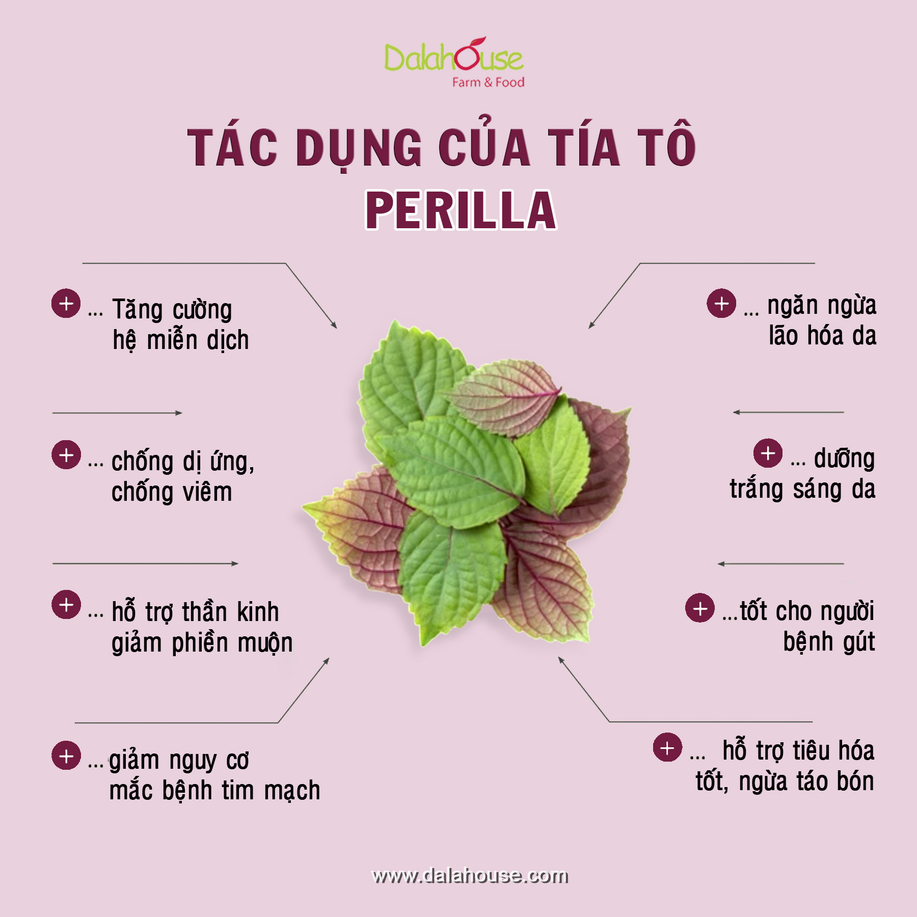 Bột Tía Tô Nguyên Chất Sấy Lạnh Dalahouse - Làm Trắng Sáng Da, Hỗ Trợ Tiêu Hóa _ Hộp 60g
