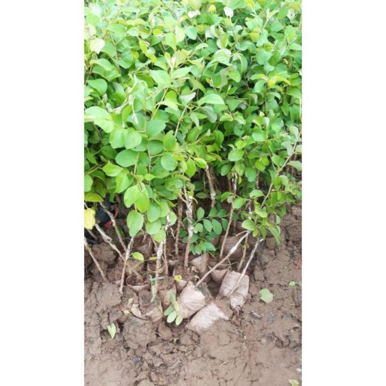 Cây giống táo đào vàng