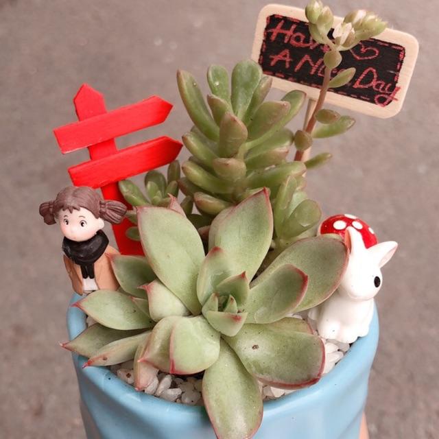 Chậu sen đá tiểu cảnh