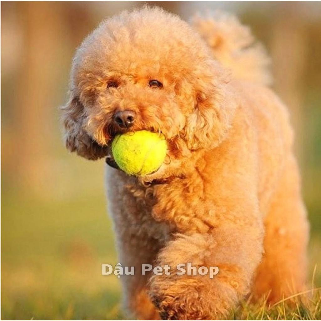 Banh đồ chơi gặm tennis cho chó