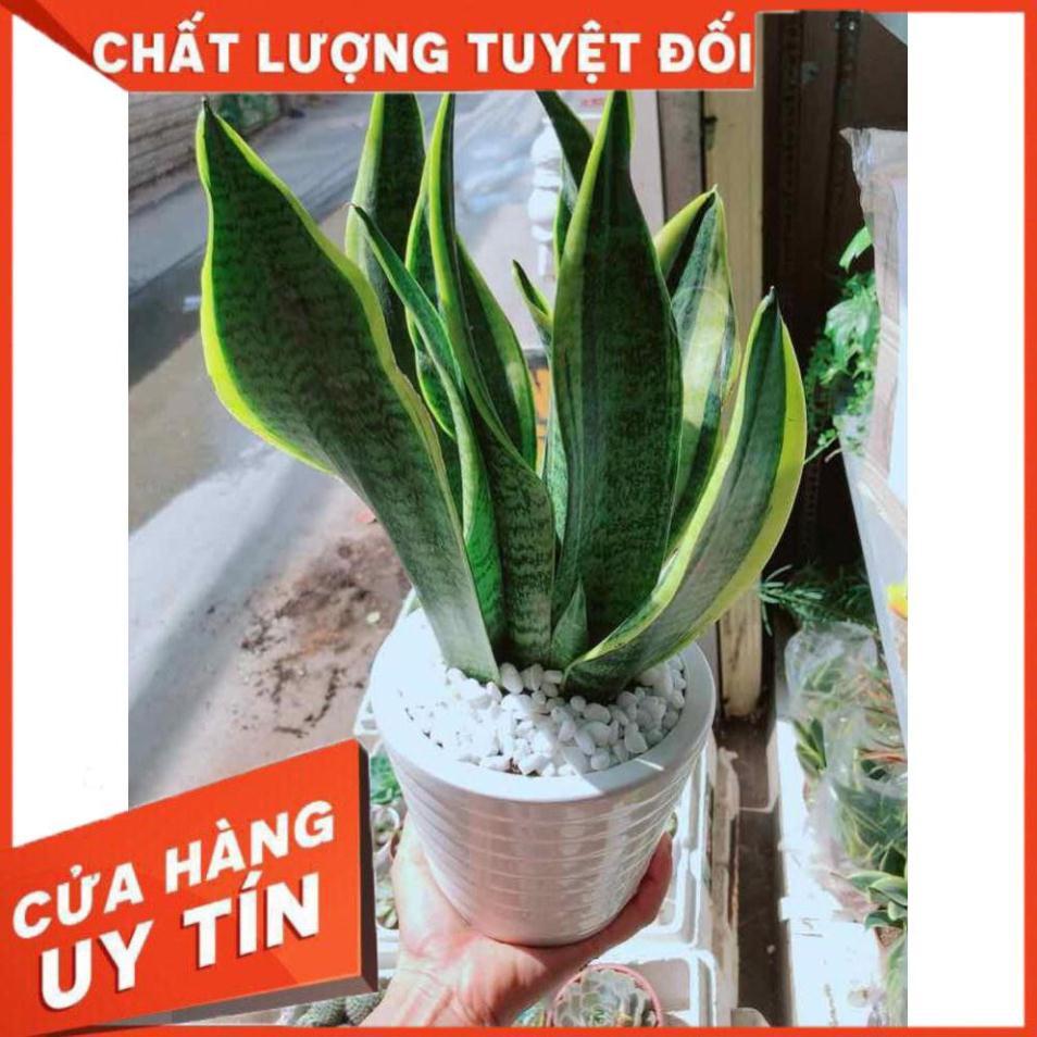 Chậu cây lưỡi hổ Nhiều Người Mua