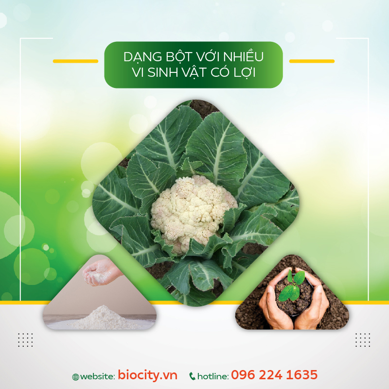 Chế phẩm sinh học trừ các loại sâu, rầy và côn trùng gây hại trên ruộng- Bt Plus 500g