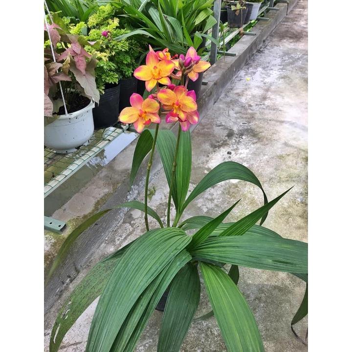 ĐỊA LAN CHU ĐỈNH màu vàng hổ phách- bầu cây giống
