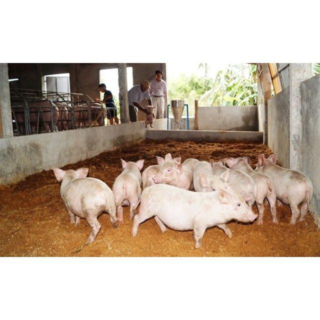 MEN VI SINH HOẠT TÍNH set 10kg