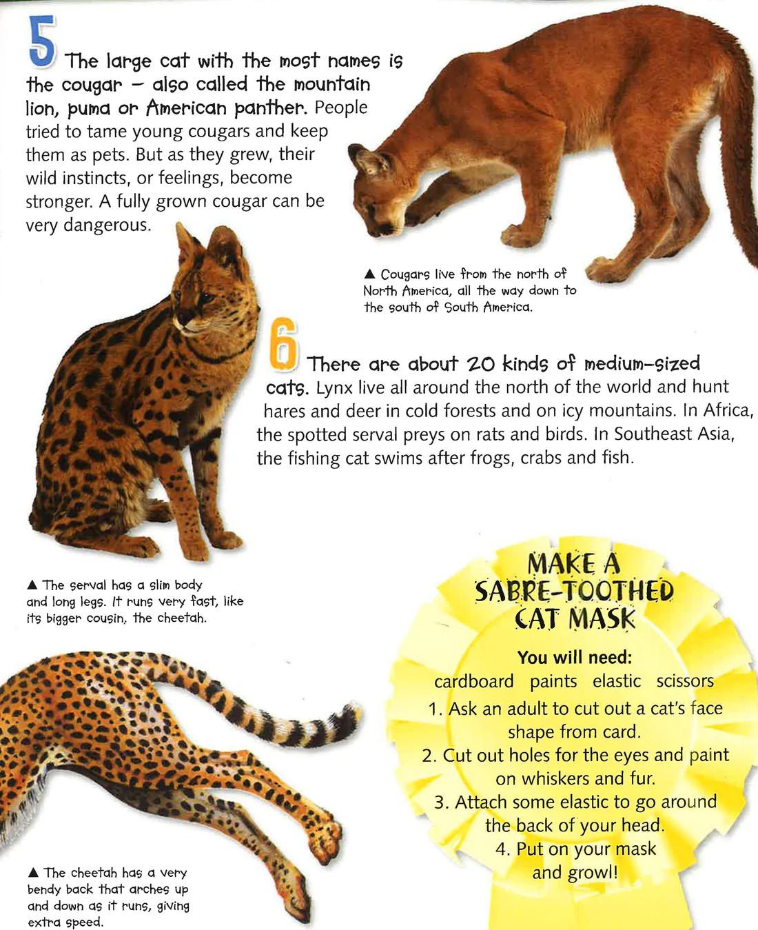 100 Facts Cats &amp; Kittens