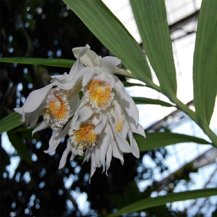 CỦ ĐỊA LAN GIỐNG HẠC ĐỈNH TRẮNG SIÊU ĐẸP