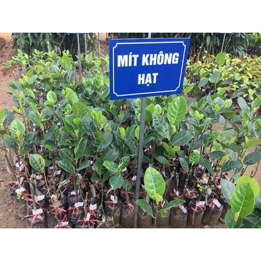 Cây Mít Không Hạt NHANH SIÊU QUẢ CHUẨN GIỐNG