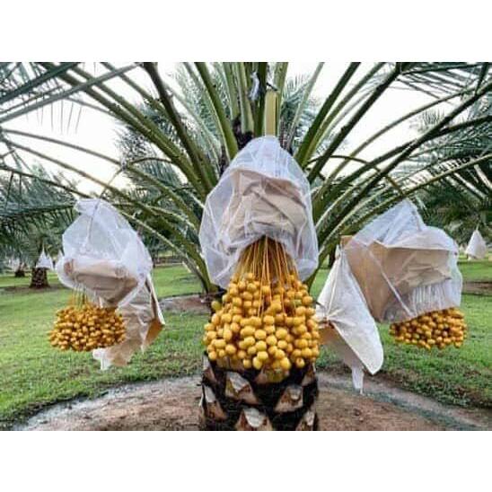 CÂY GIỐNG CHÀ LÀ LÙN SIÊU QUẢ. .