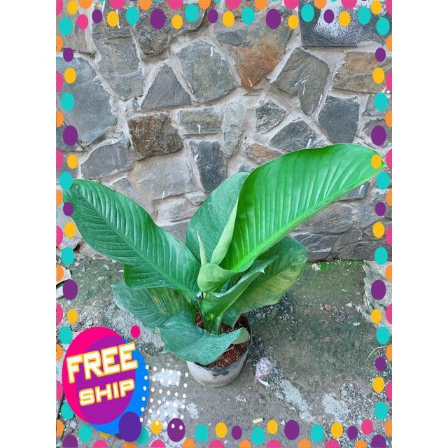 Cây Đại Phú Gia