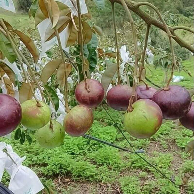 Cây giống Vú Sữa Mika....chuẩn giống