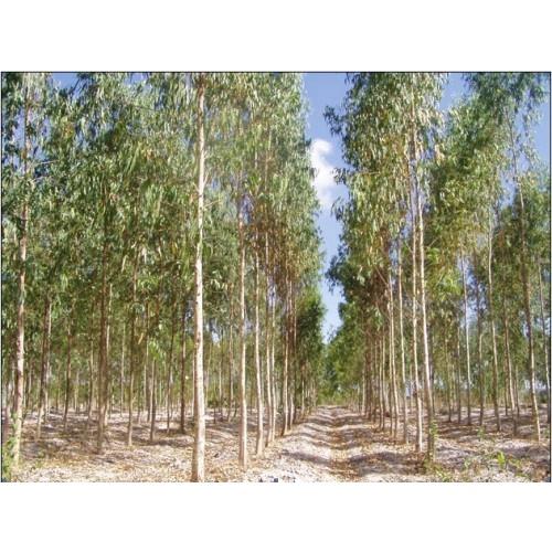 50 gram hạt giống bạch đàn trắng
