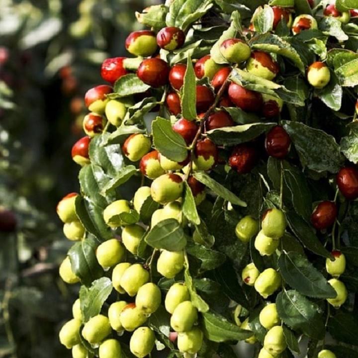 CÂY GIỐNG TÁO ĐỎ TÂN CƯƠNG, CHO QUẢ SƠM