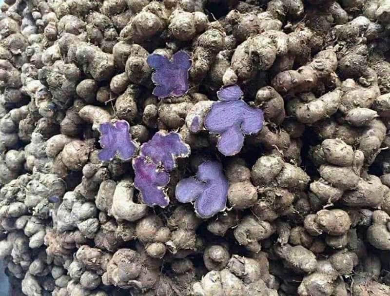 Cây gừng đen - Củ gừng đen - Khô 500gr