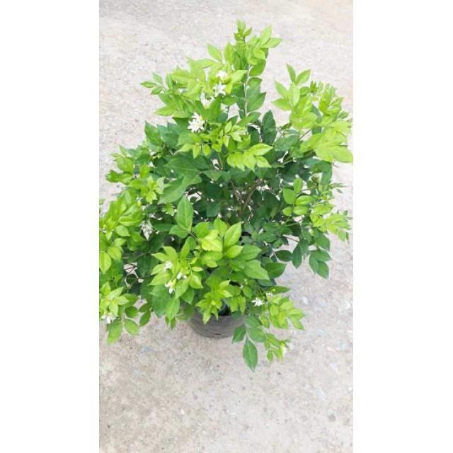 Sản phẩm CÂY HOA NGUYỆT QUẾ