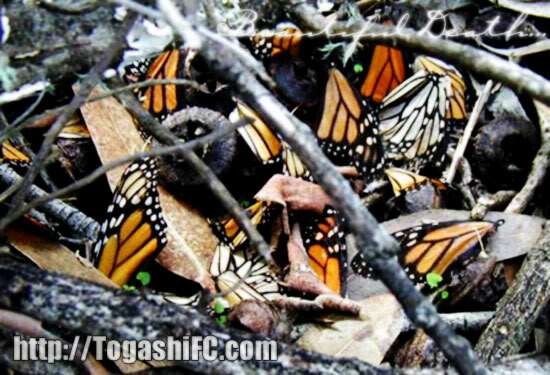 dead flowers chapter 1.2 33