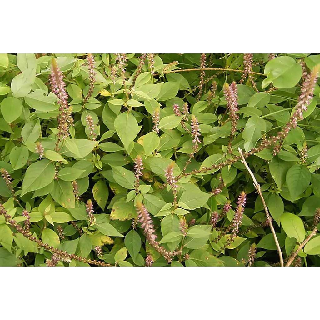 Cây cỏ xước -1kg cây khô sạch