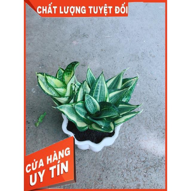 Chậu Lưỡi Hổ Thái