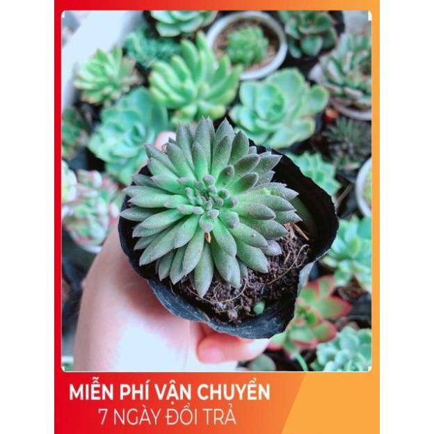 Combo 10 cây sen đá