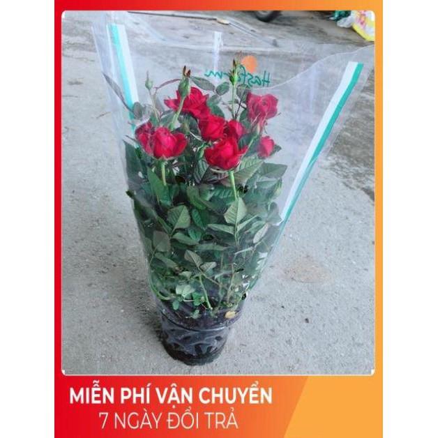 Hoa Hồng Đỏ