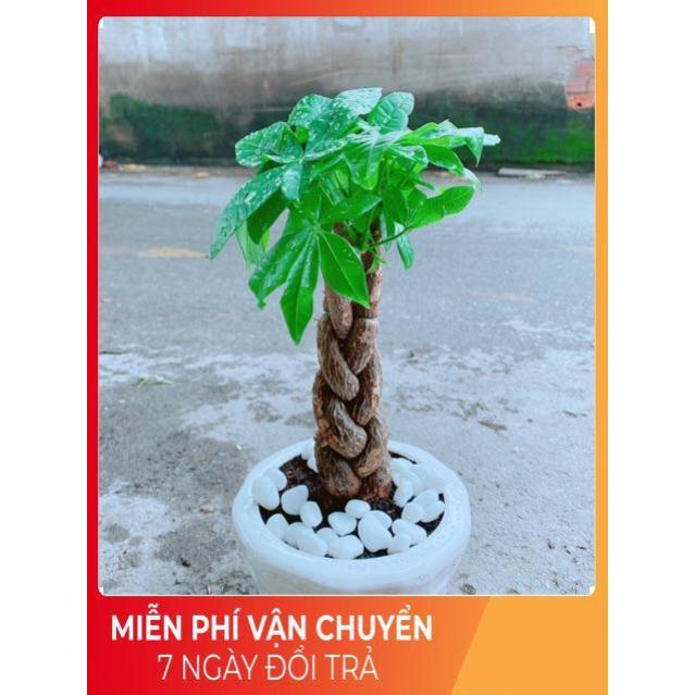 Chậu Kim Ngân 3 Thân Thắt Bính