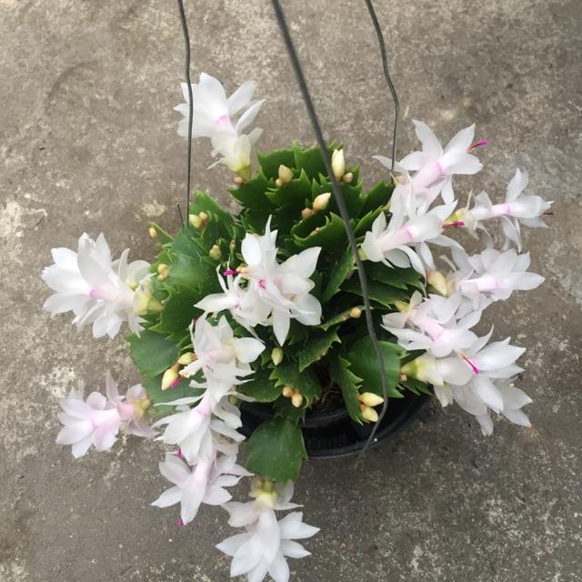 Lan càng cua trắng tinh khiết, chậu lan càng cua  màu trắng, chậu lớn, chậu y hình hoa đẹp