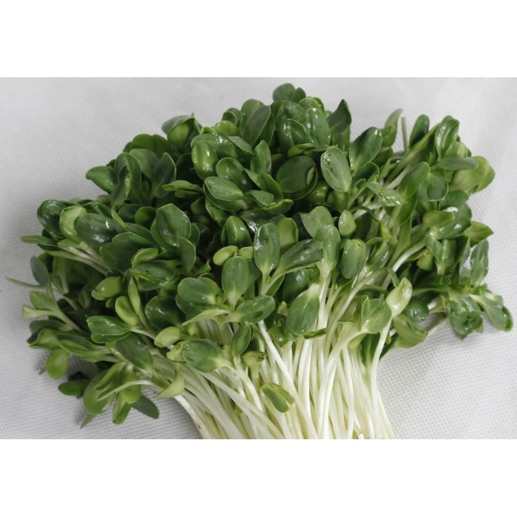 Hạt giống mầm hướng dương