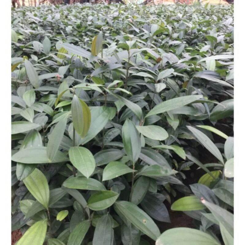 Cây giống bơ hass úc F1