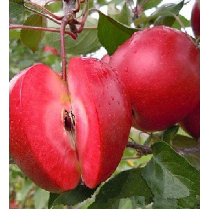 Hạt giống cây táo đỏ Mỹ CT378 - Gói 10 hạt