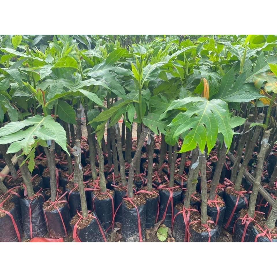 Cây Giống Sa Kê Ghép trồng Công trình, Sân vườn, Đô thị