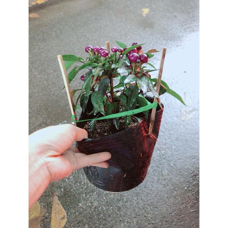 Chậu Ớt Tím- cây giống