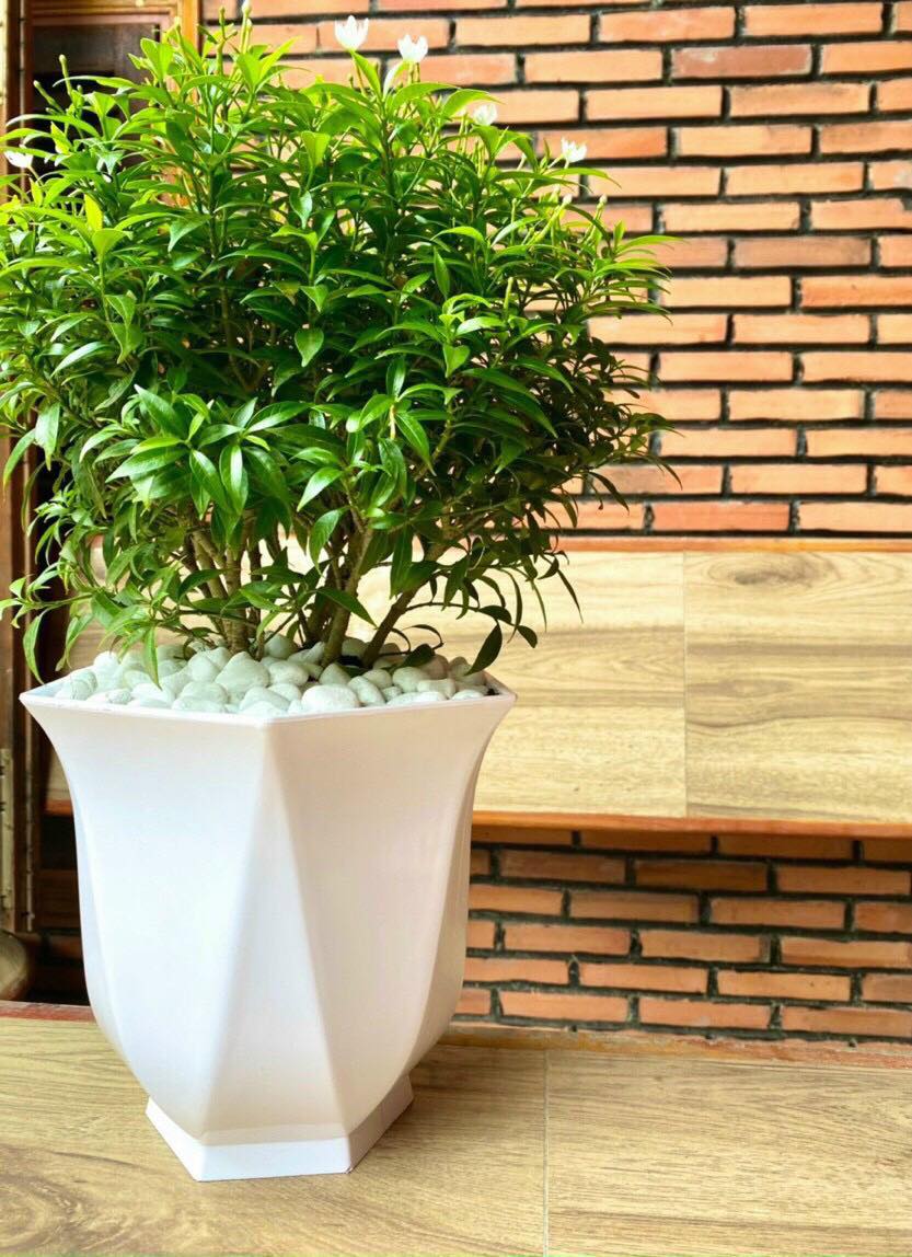 Chậu Nhựa Trồng Cây Cảnh, Hoa Trong Nhà Linh Lan Kt 23 x20cm Màu Trắng