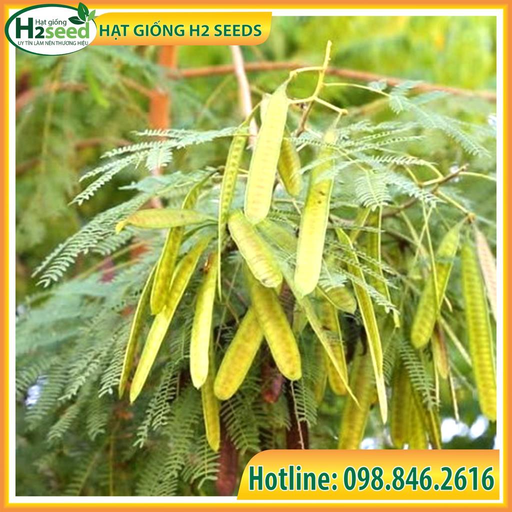 Hạt Giống Keo Dậu - Gói 1kg - Hạt Giống Chất Lượng Cao - Tốt Cho Chăn Nuôi Bò, Cừu, Dê, Thỏ, ...