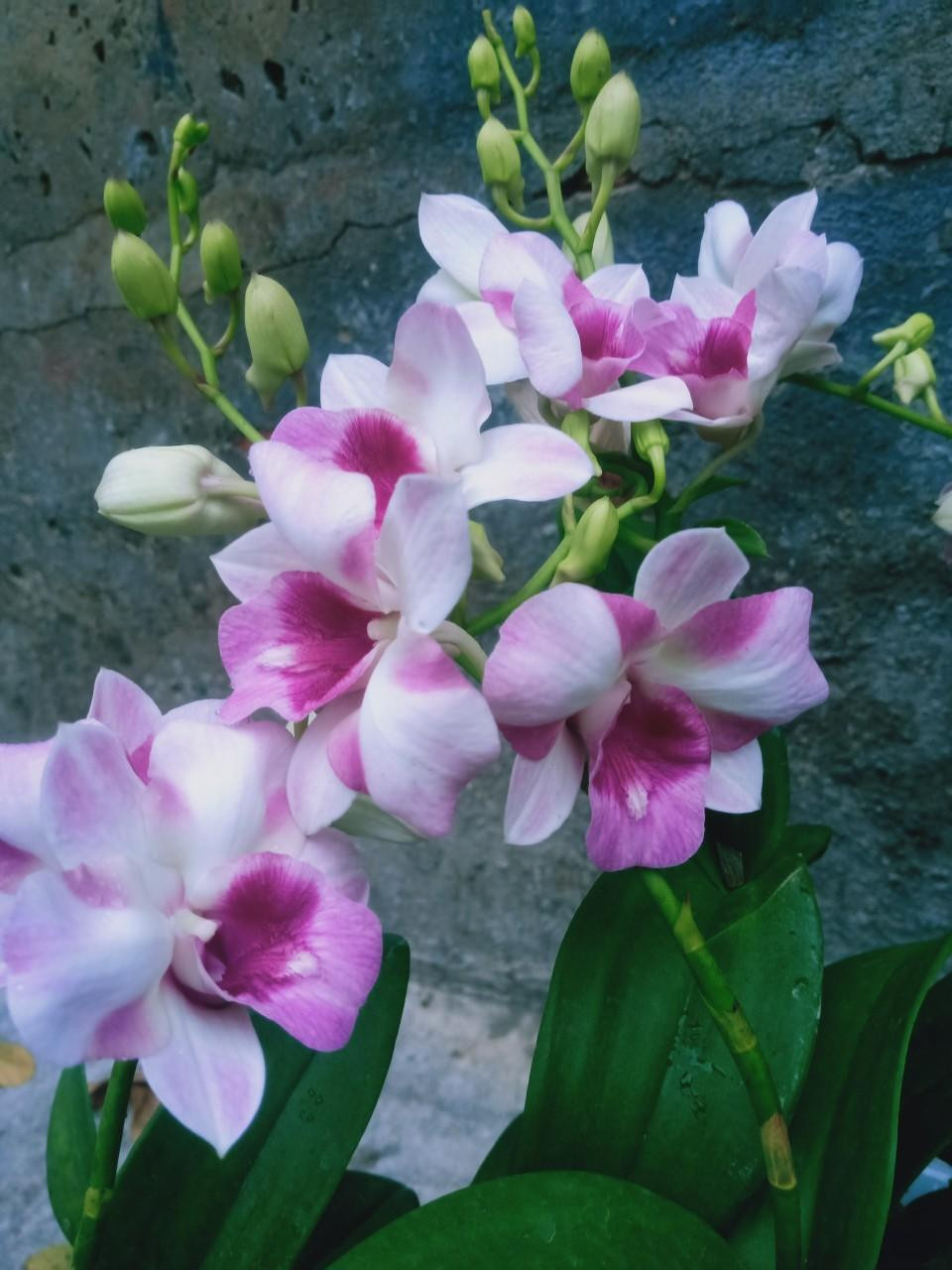 NHÓM 2 COMBO8 50 - Phân bón làm hoa, giúp vòi dài, hoa thơm, lâu tàn, giúp cây chống chọi nắng nóng, lạnh rét size Trung