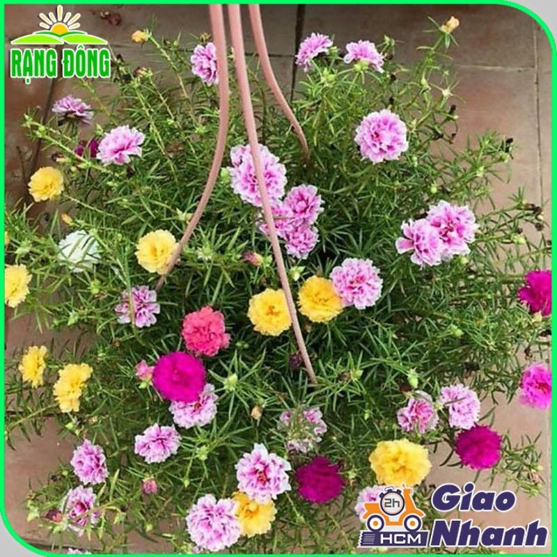 Hạt giống Hoa Mười Giờ Nhiều Màu Rd 810 (0,03g~150 hạt) trồng quanh năm, hoa nở liên tục mỗi sáng - Hạt giống Rạng Đông