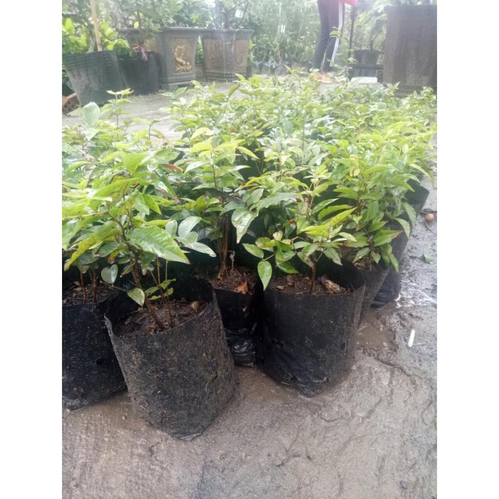Cây Nho thân gỗ 12 vụ ra trái quanh năm cao 30cm