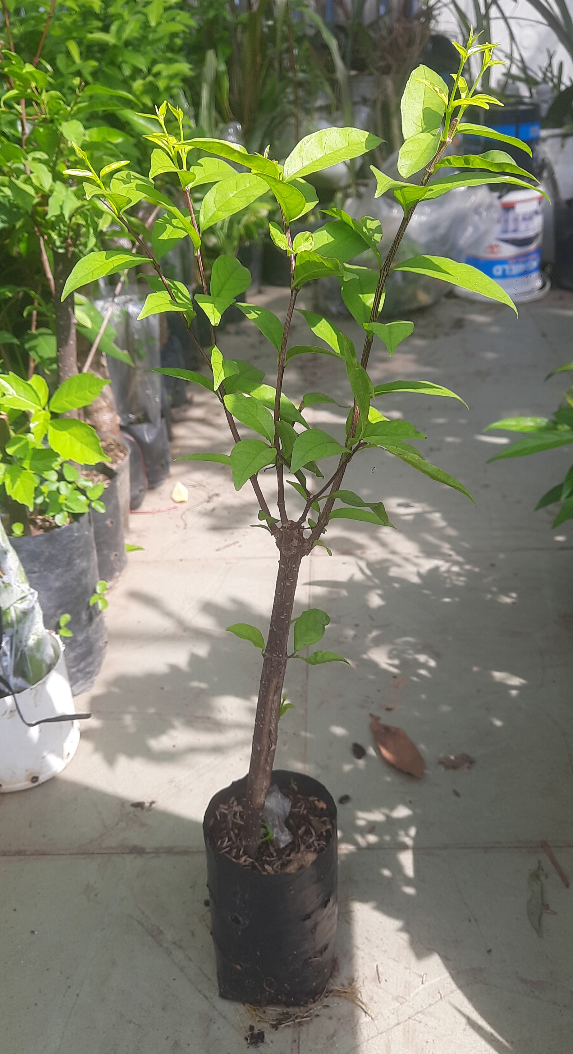 Cây mai chiếu thủy lá to, như hình