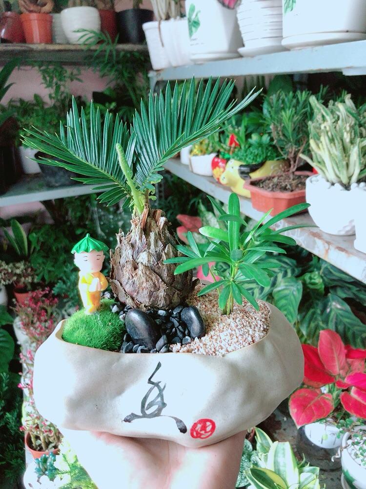 Chậu Cây Tiểu Cảnh