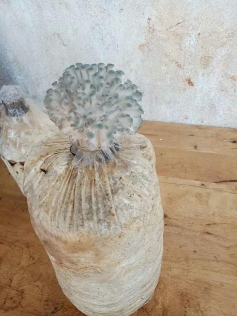 Combo 03 Phôi Nấm Sò Thái Trắng