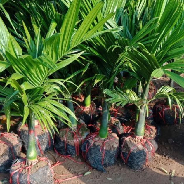 Cây giống CAU LÙN - Cây giống chuẩn F1