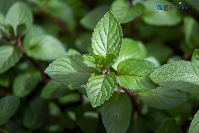 Hạt Giống Bạc Hà Âu Peppermint