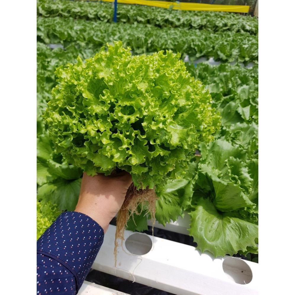 Hạt Giống Xà Lách Xoăn Xanh F1+ 700g phân thỏ hữu cơ