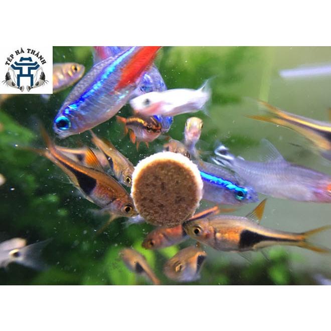 Thức Ăn Dán Kính Cao Cấp BONUES Hũ 100Gr